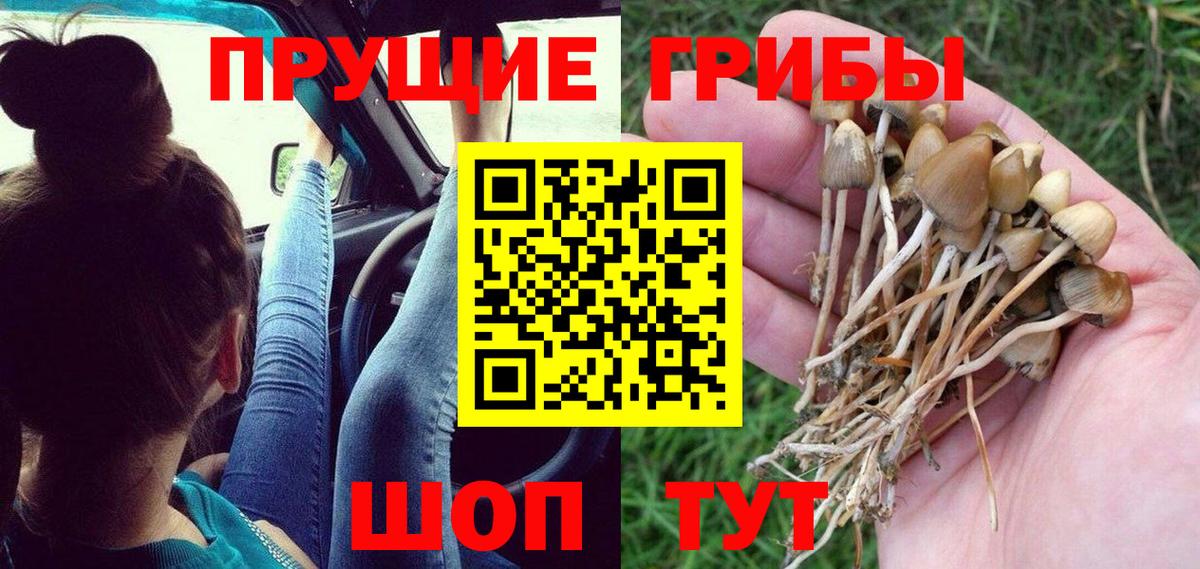 Псилоцибиновые грибы Psilocybe Малоярославец